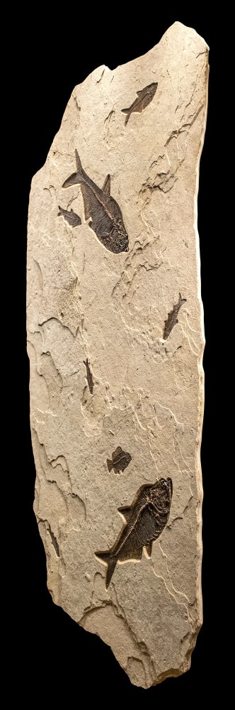 Fossil Mural 0004gm (SOLD)