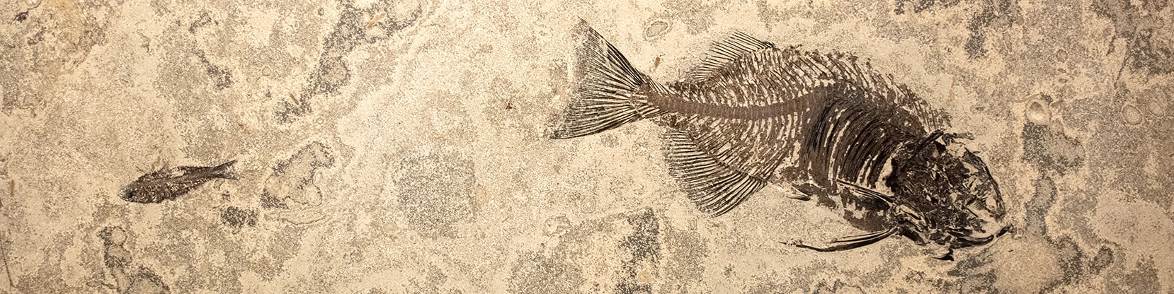 Large Fossil Console Table 0313 (SOLD)