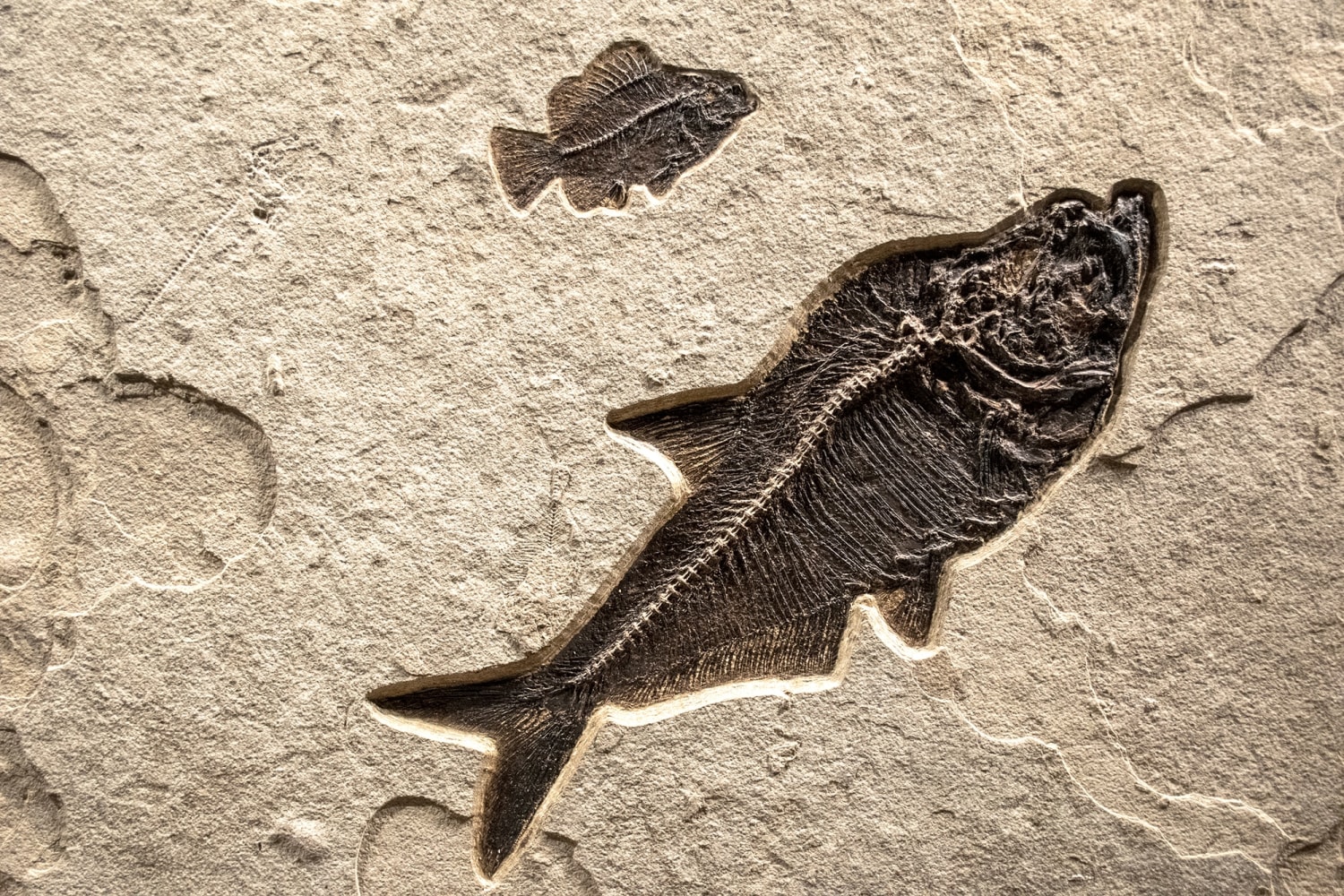 Fossil Mural 0004gm (SOLD)