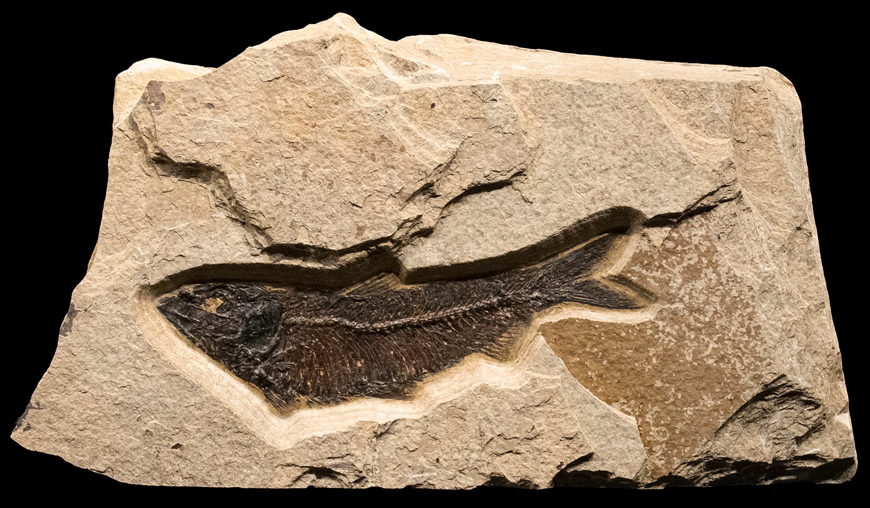 Fossil Sculpture 3506