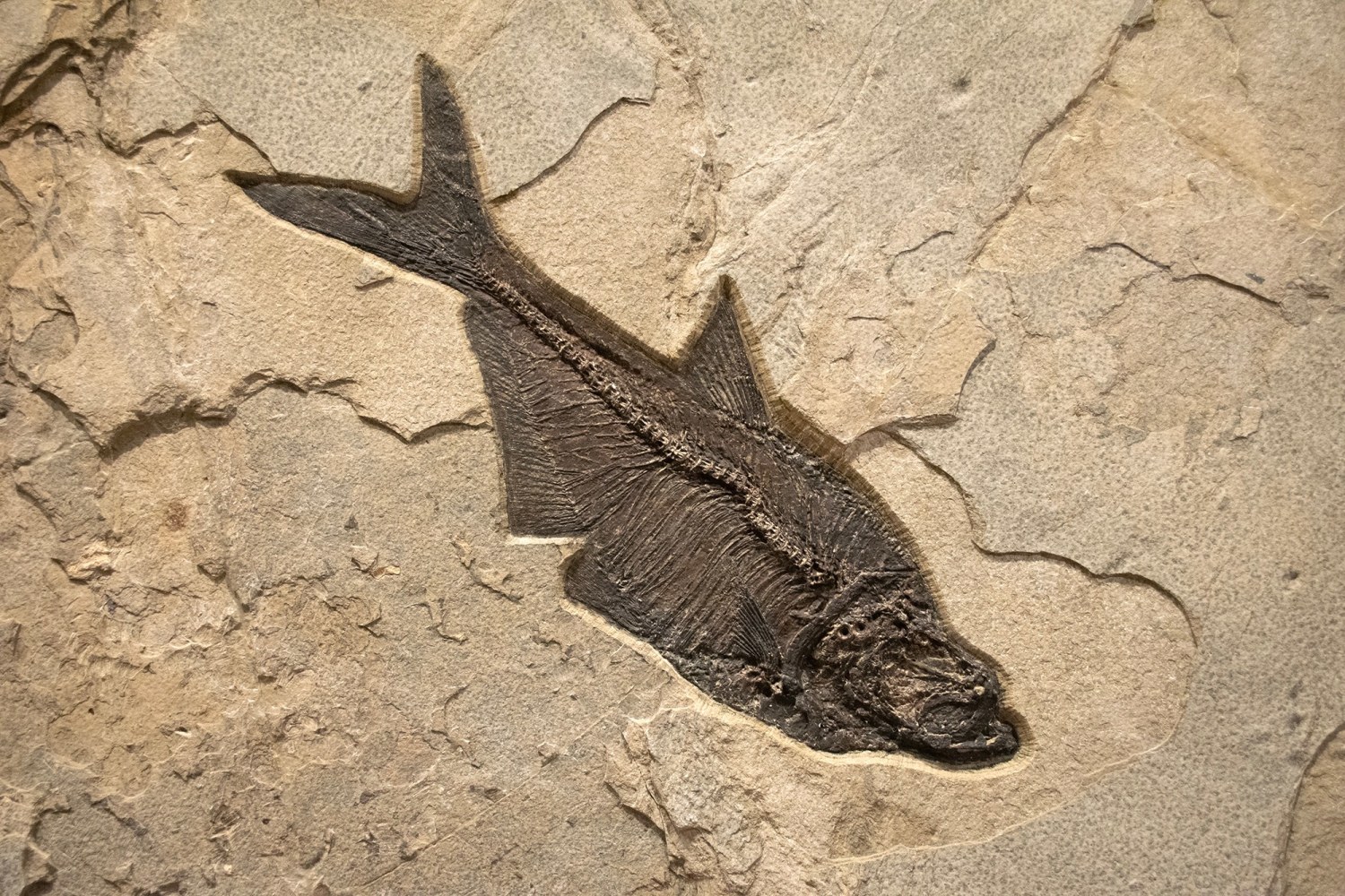Fossil Fish Mural 2708 (SOLD) - A horizontal Collector Size fossil ...