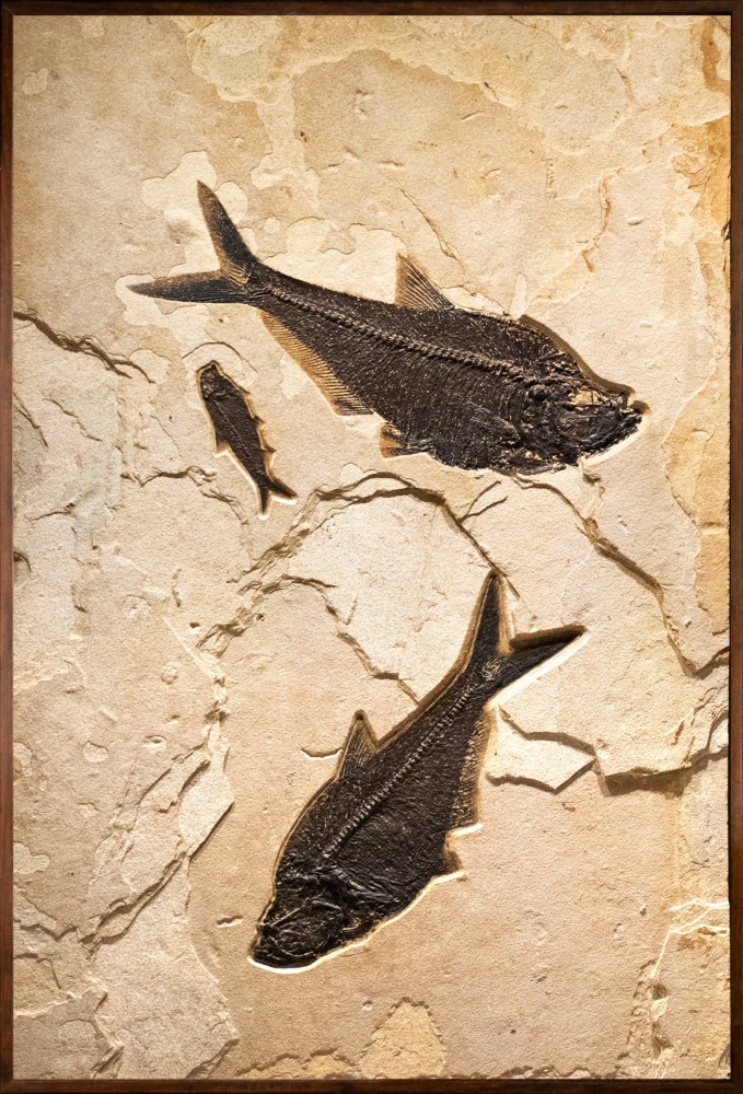 Fossil Fish Mural 3700am (sold)
