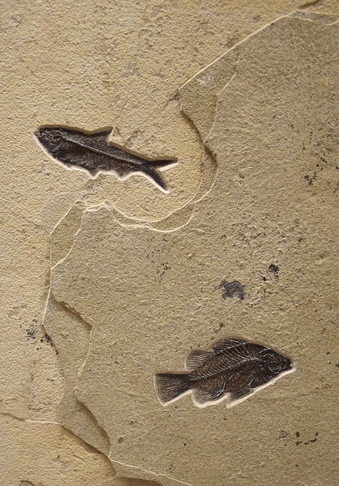 Knightia eocaena and&amp;nbsp;Cockerellites liops
