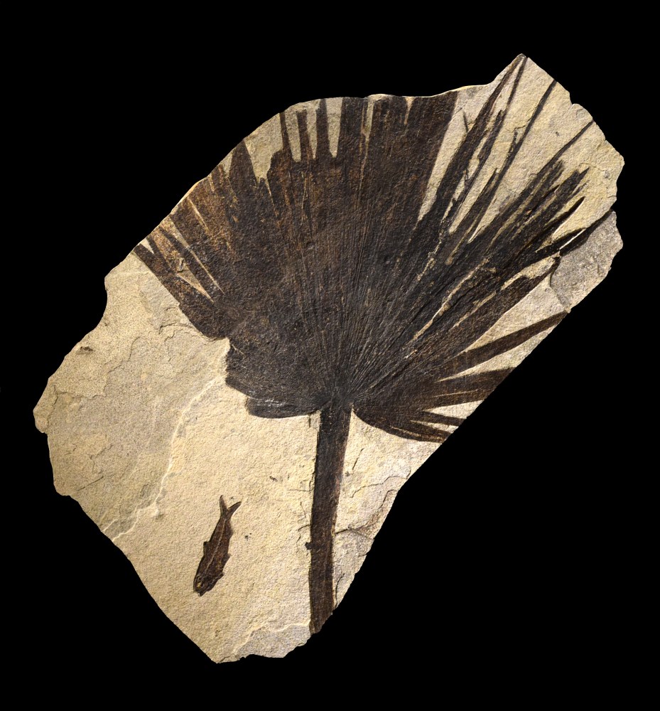 Fossil Plant and Fish Mural 2207am (SOLD)