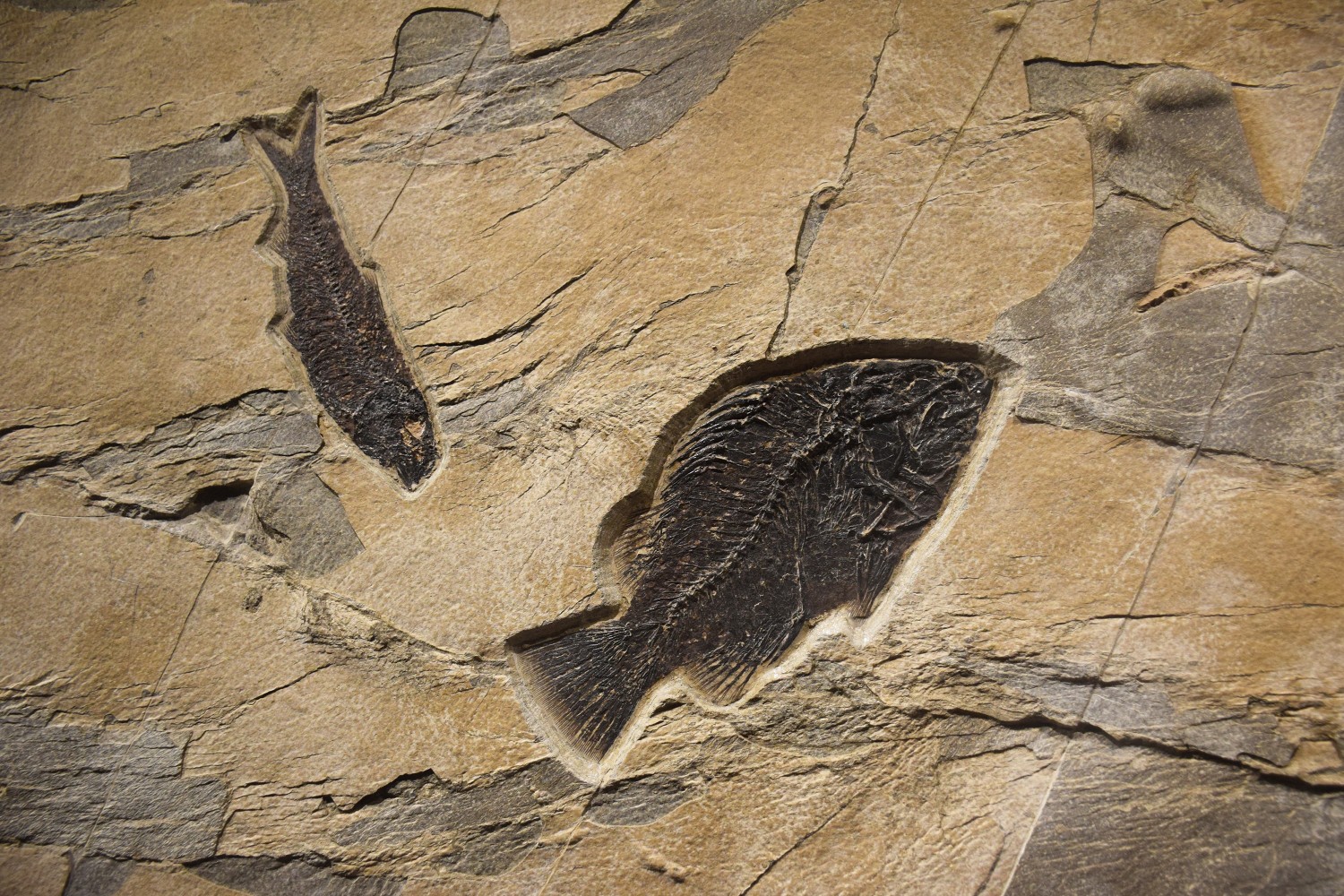 Knightia eocaena and&amp;nbsp;Cockerellites liops&amp;nbsp;