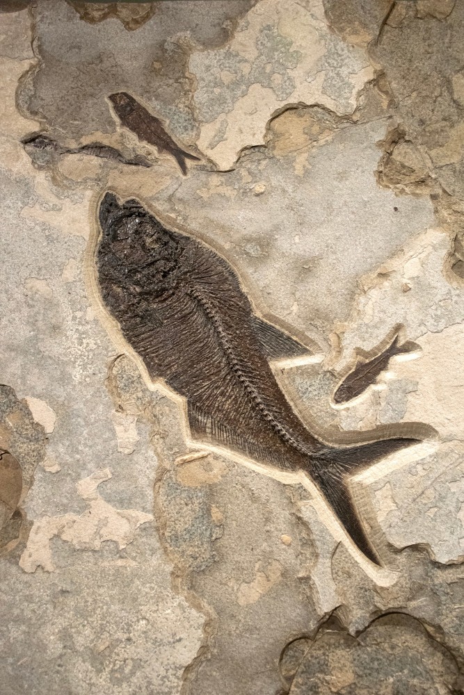 Diplomystus dentatus