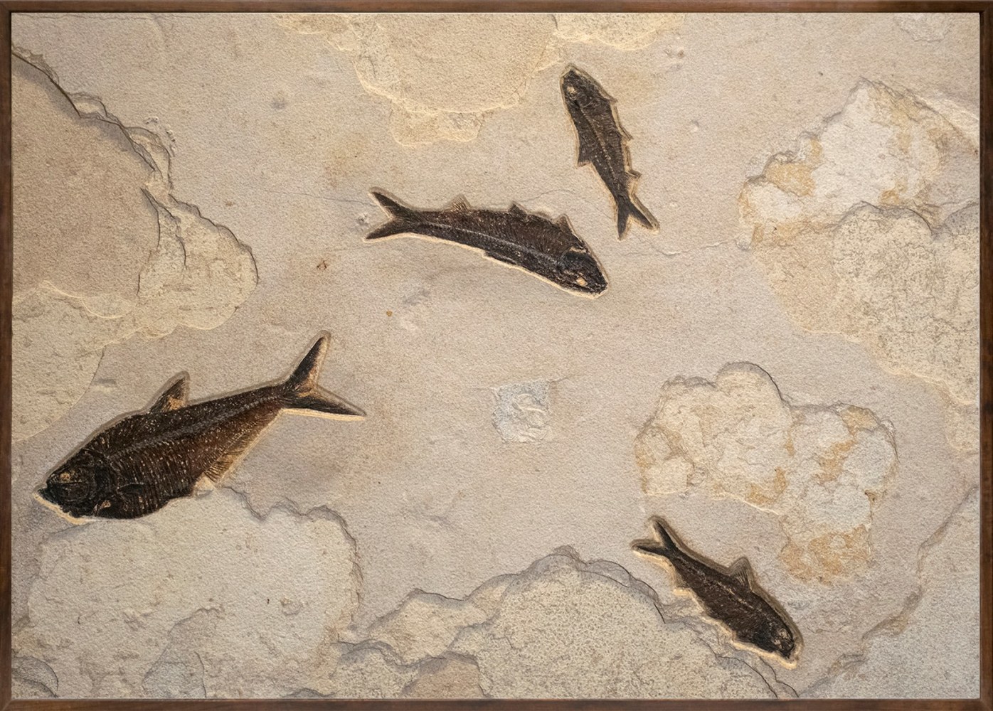 Fossil Fish Mural 2801mm (SOLD)