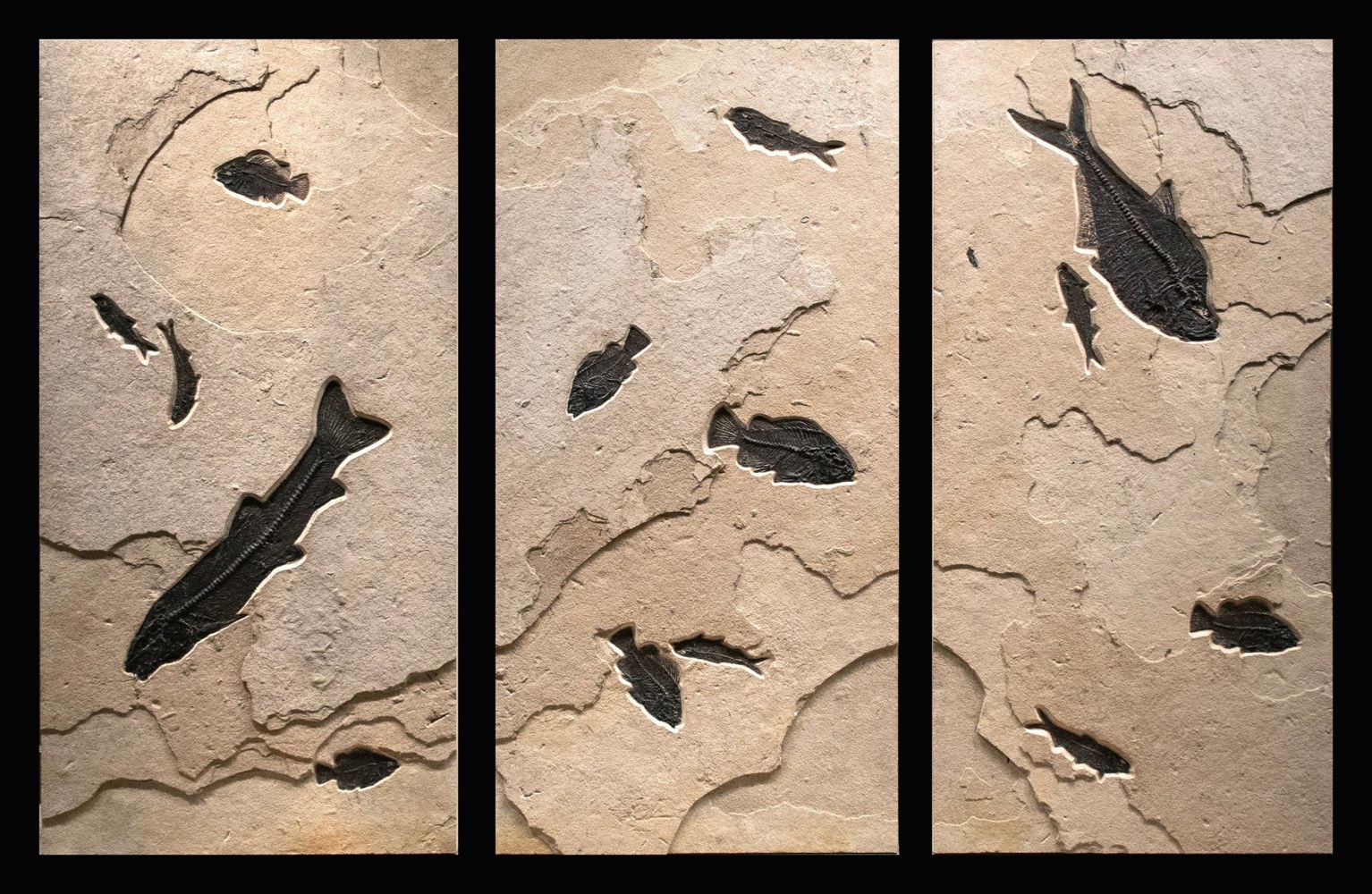 Fossil Fish Triptych 3014ABC (SOLD)