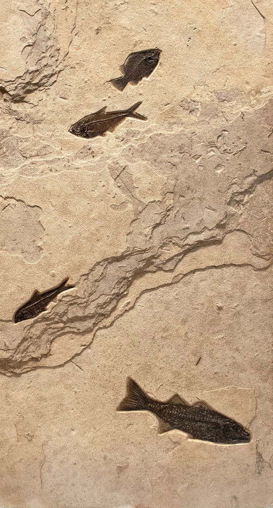 panel 3: a&amp;nbsp;Cockerellites liops, a Diplomystus dentatus, a Knightia eocaena, and a Mioplosus labracoides