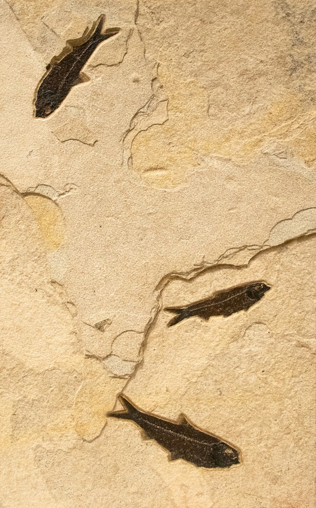 Fossil Fish Mural 4324ABC (SOLD)