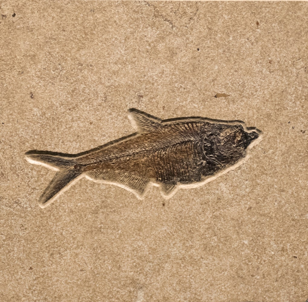 8&amp;quot; x 8&amp;quot; Combination Tile containing a Diplomystus dentatus