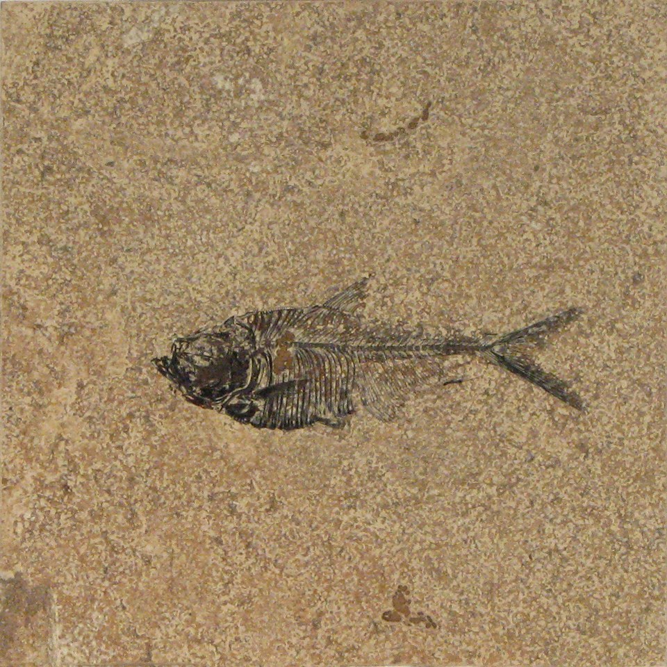 8&amp;#39; x 8&amp;quot; Honed Tile contains a Diplomystus dentatus
