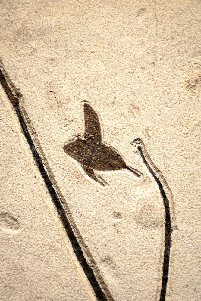 Fossil Plant Mural 9478am (SOLD)