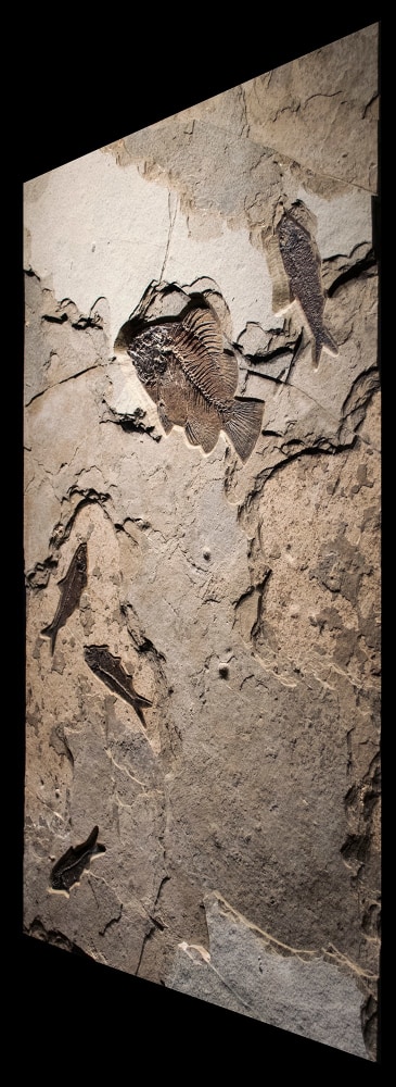 Fossil Mural 0800am  (SOLD)