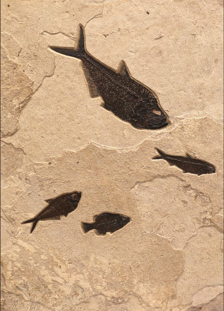 Fossil Fish Mural 1721AB (SOLD)