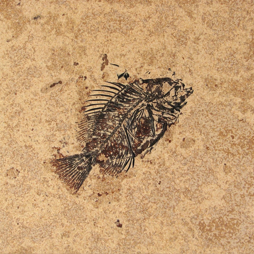 8&amp;quot; x 8&amp;quot; Honed Tile containing a Cockerellites liops