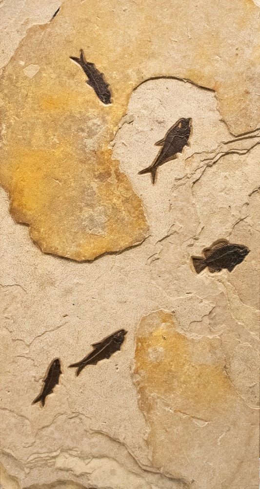 Fossil Triptych Mural 1007ABC (SOLD)