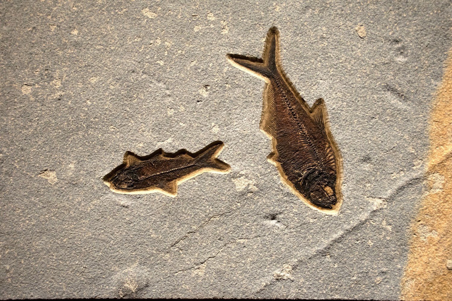 Fossil Fish Mural 1701am (SOLD)