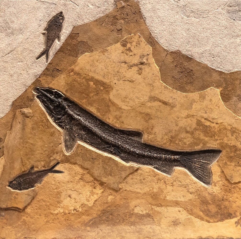 large Notogoneus osculus and two&amp;nbsp;Diplomystus dentatus&amp;nbsp;