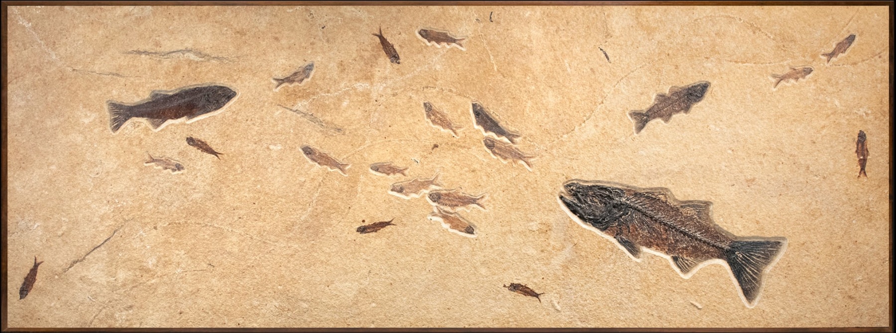 Fossil Fish Mural 8342am (SOLD)