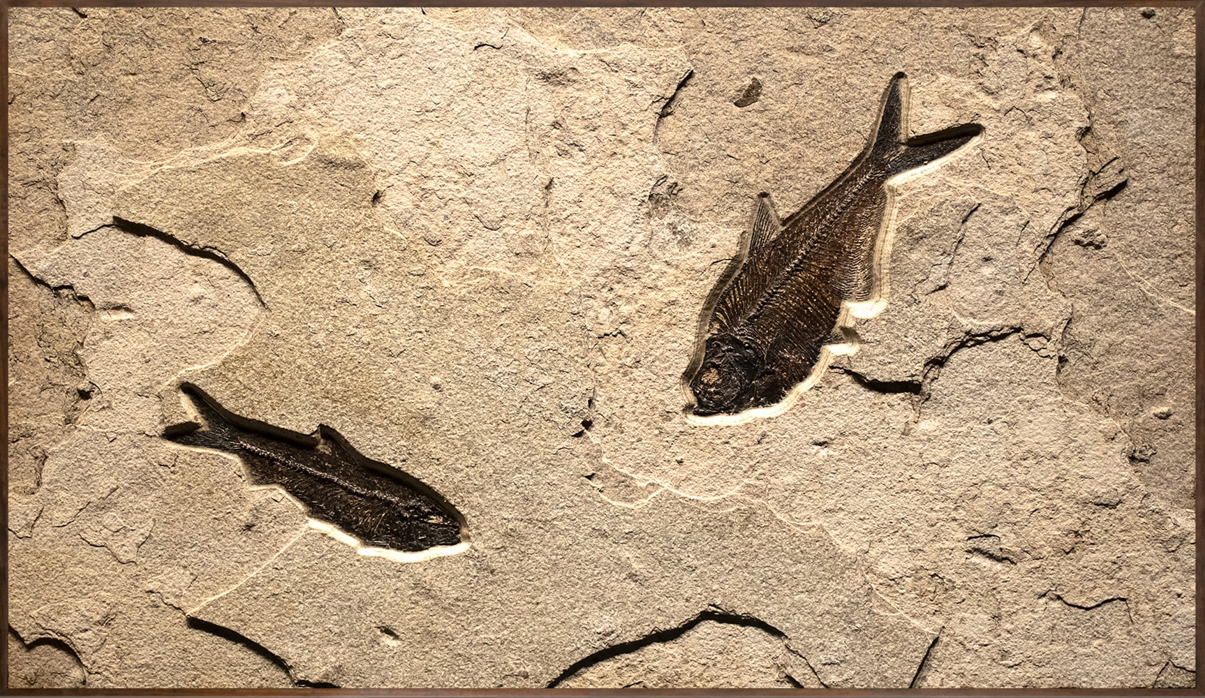 Fossil Mural 4709mm - - Fossil Art-Items - Natural Fossil Art and Design