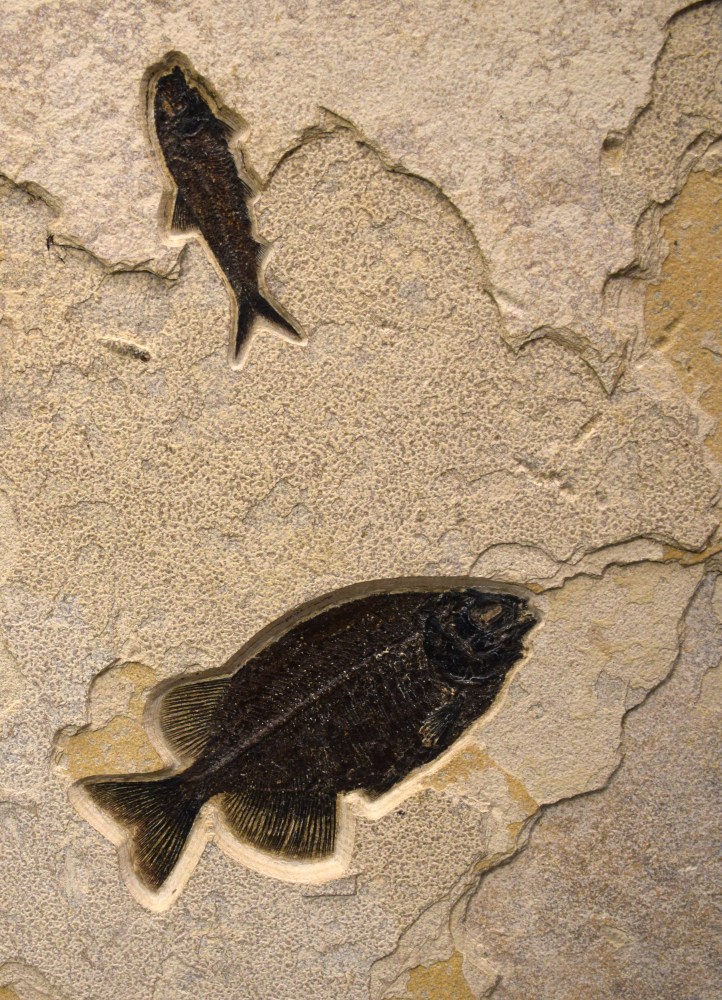 Fossil Fish Mural 4002cm (SOLD)