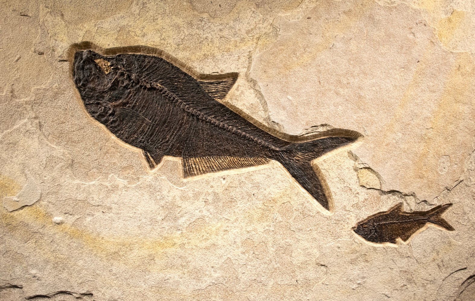 Fossil Fish Mural 9532cm (SOLD)