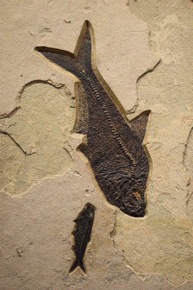 Diplomystus dentatus (large) and Knightia eocaena (small)