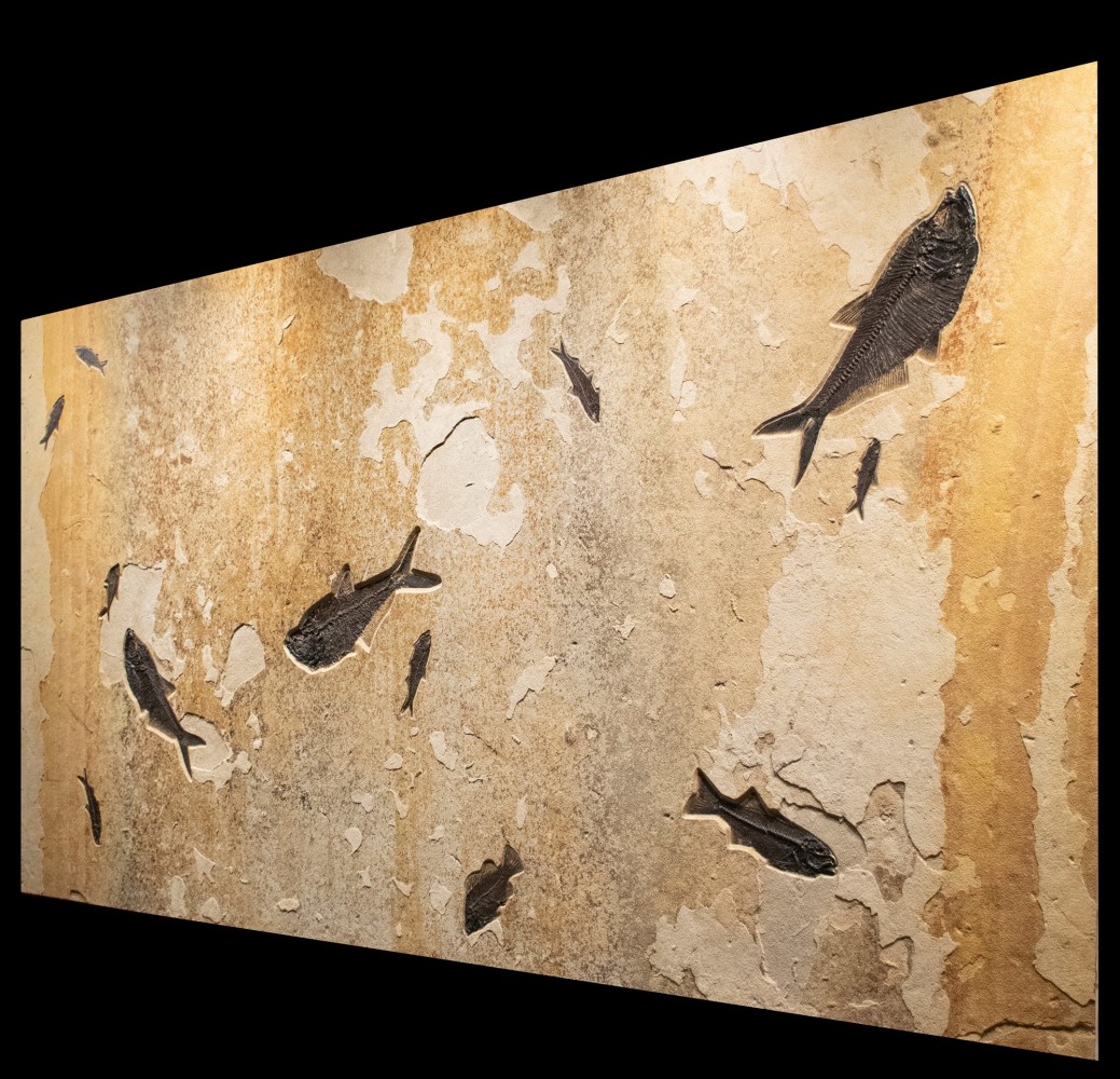 Fossil Mural 2009gm (SOLD)