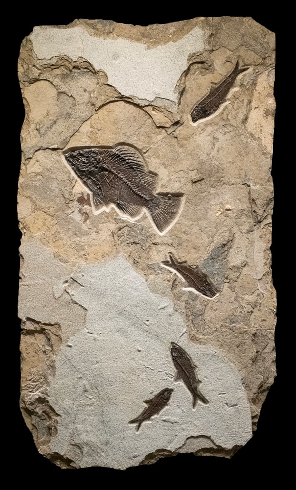 Fossil Fish Mural 2791am (SOLD)