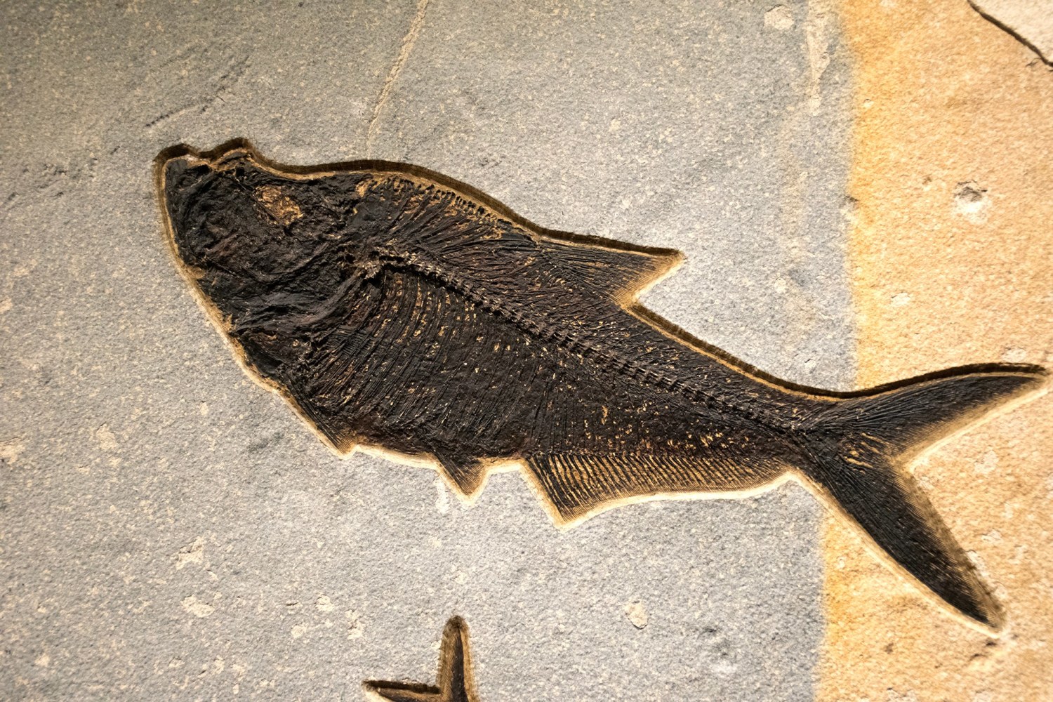Fossil Fish Mural 1701am (SOLD)