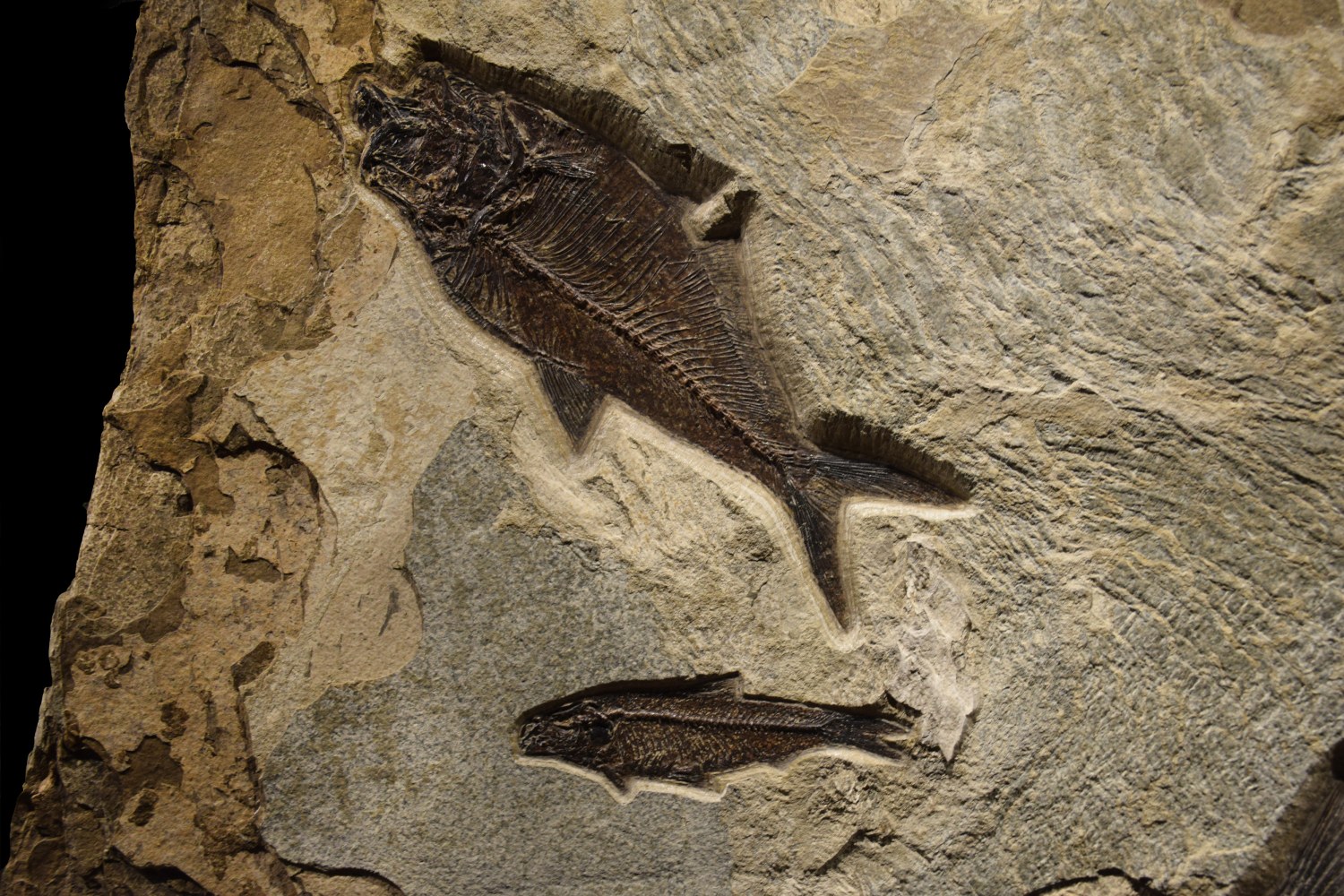 Detail view of a Diplomystus dentatus and a Knightia eocaena.