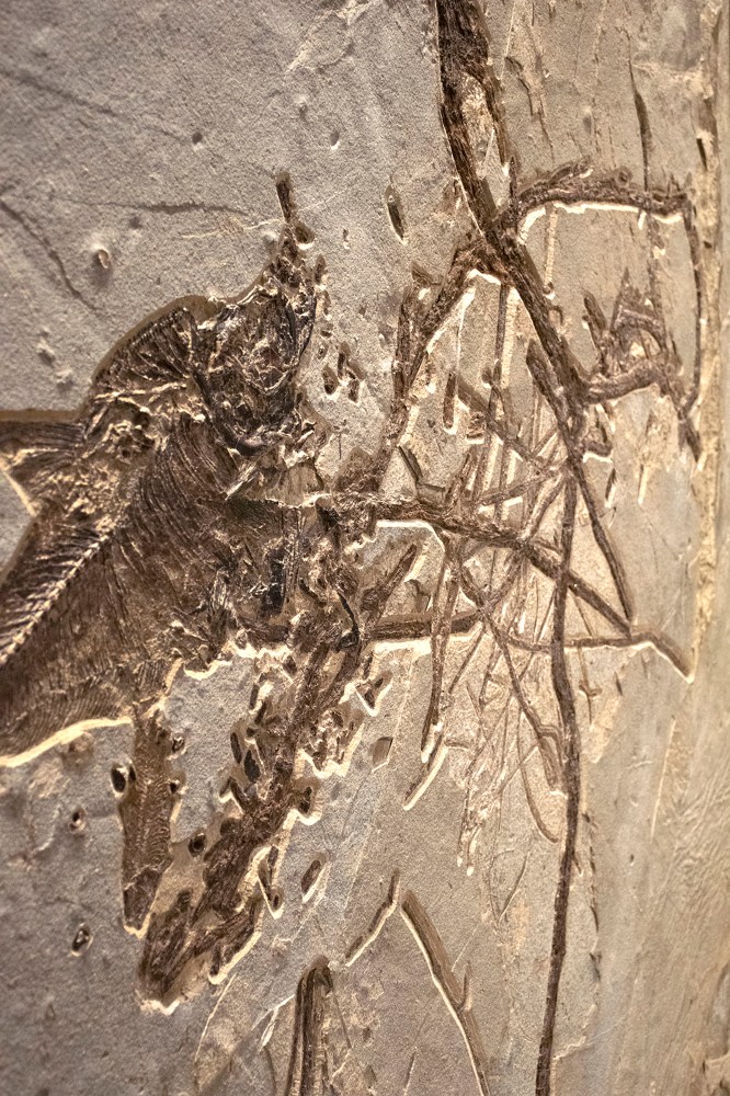 Fossil Fish and Plant Mural 5001gm