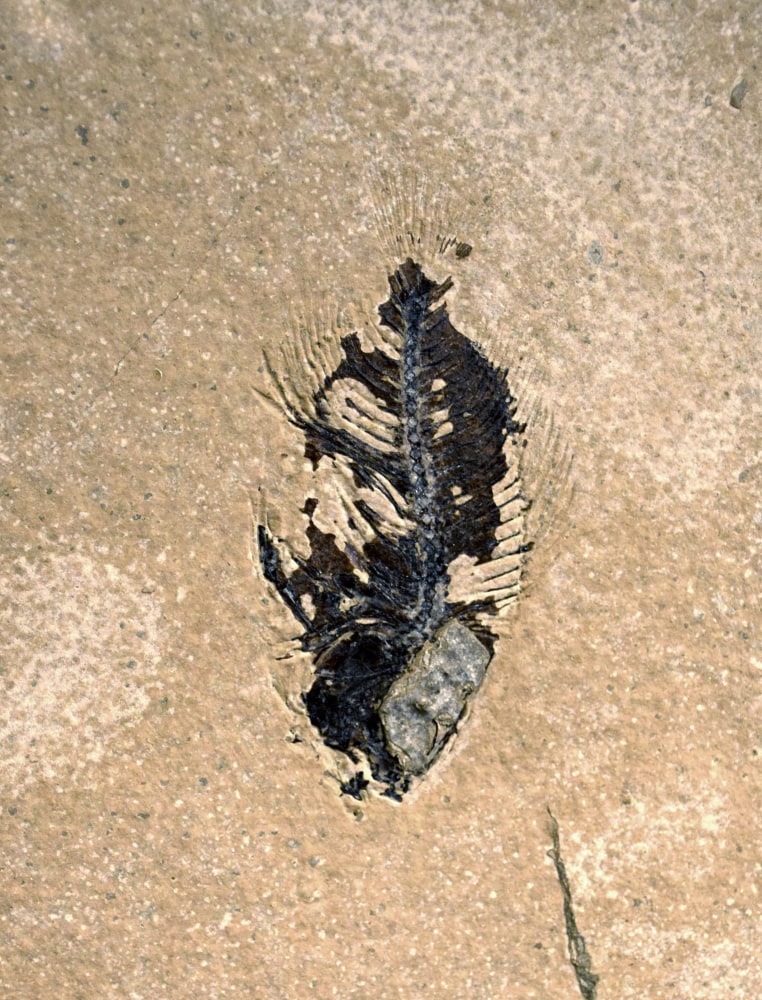 unprepared&amp;nbsp;Cockerellites liops