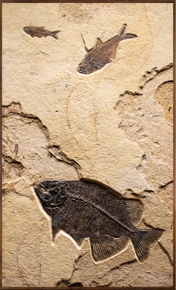 Fossil Fish Mural  8341am (SOLD)