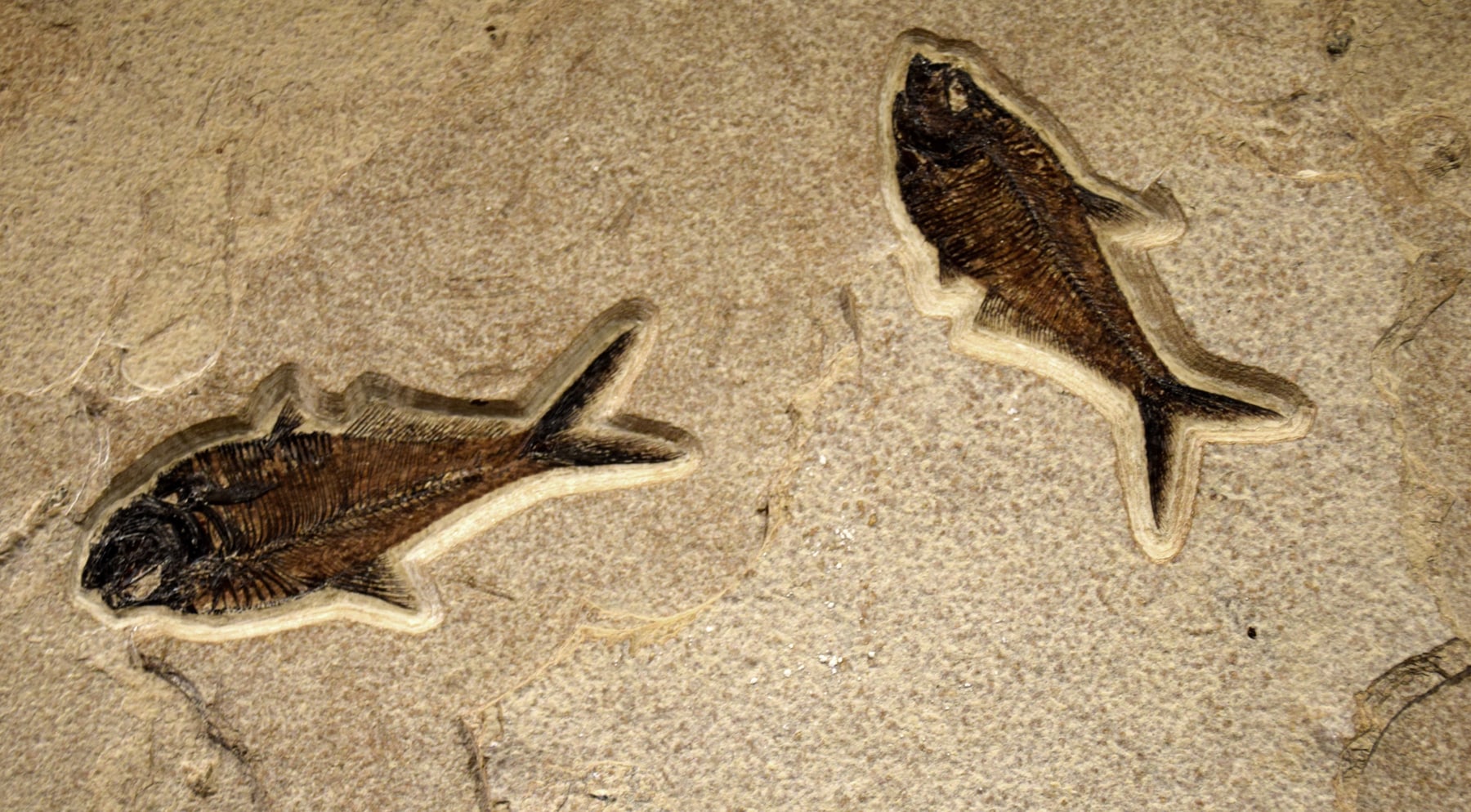 Detail View of two Diplomysuts dentatus