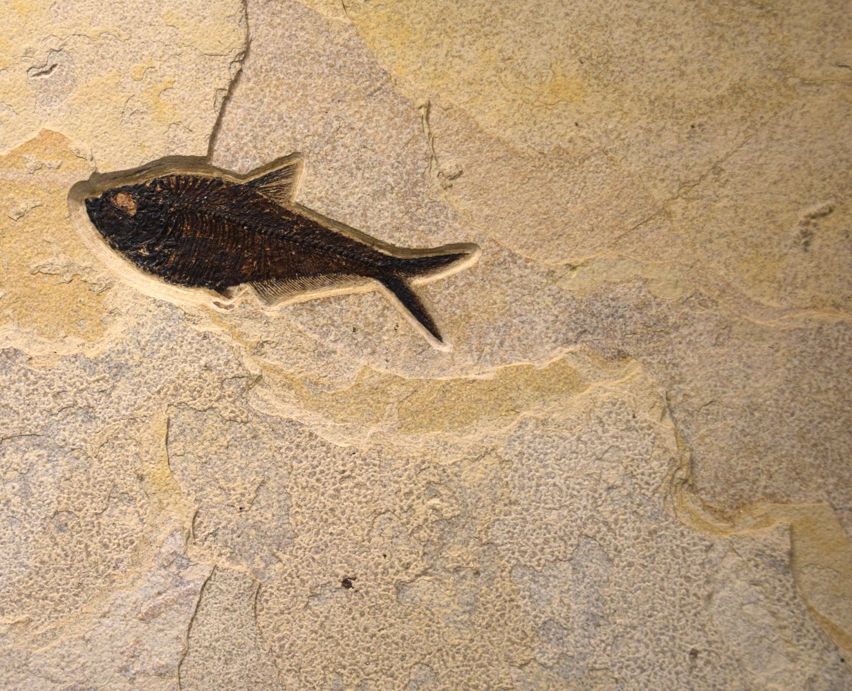 Fossil Fish Mural 4002cm (SOLD)