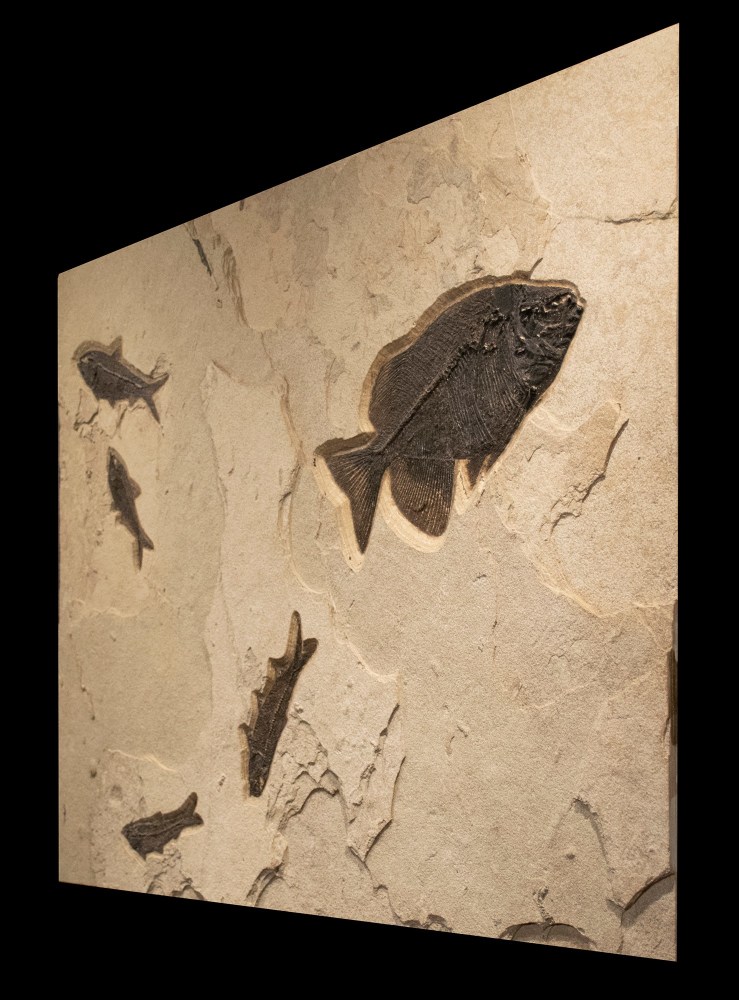 Fossil Fish Mural 6345am (SOLD)