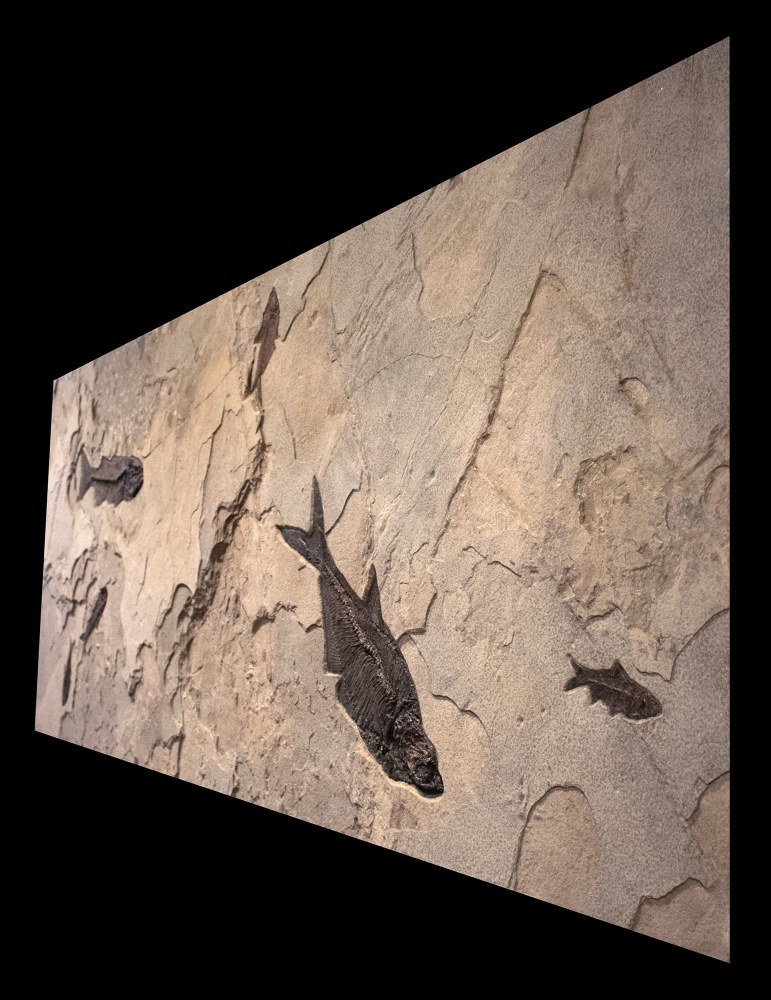 Fossil Fish Mural 2708 (SOLD)