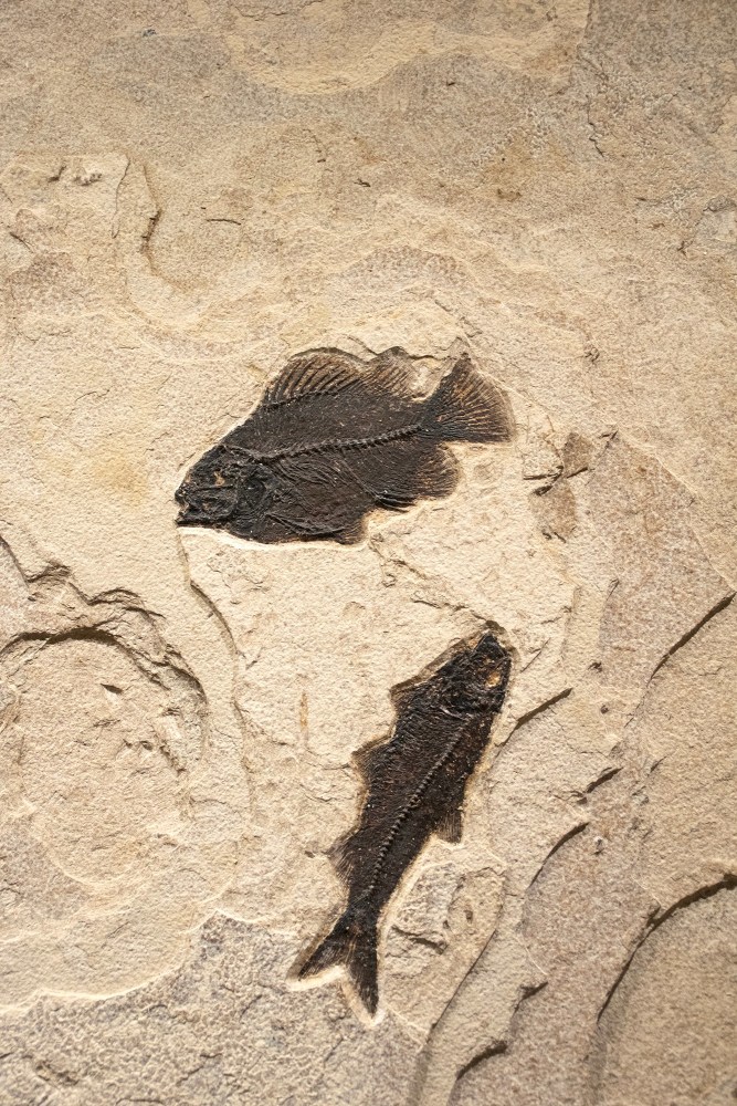 Fossil Palm and Fish Mural 9081cm (SOLD)