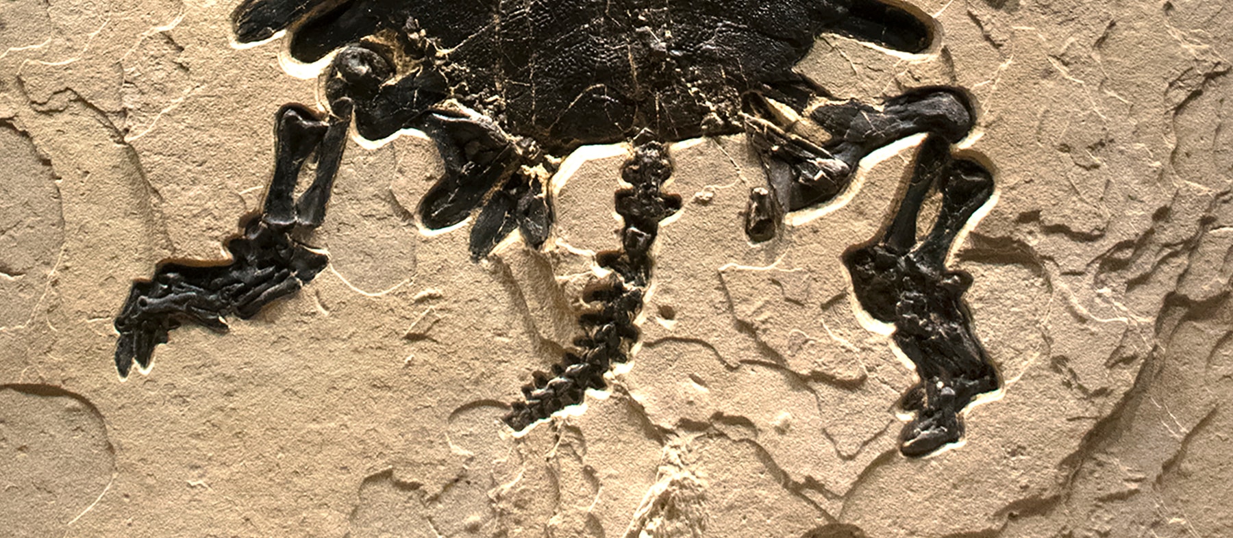 Fossil Turtle Mural 7500gm (SOLD)