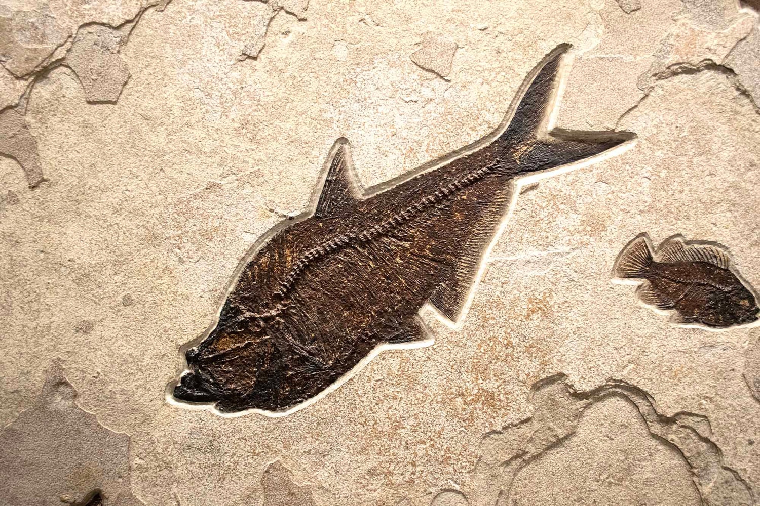 Diplomystus dentatus (large) and&amp;nbsp;Cockerellites liops (small)