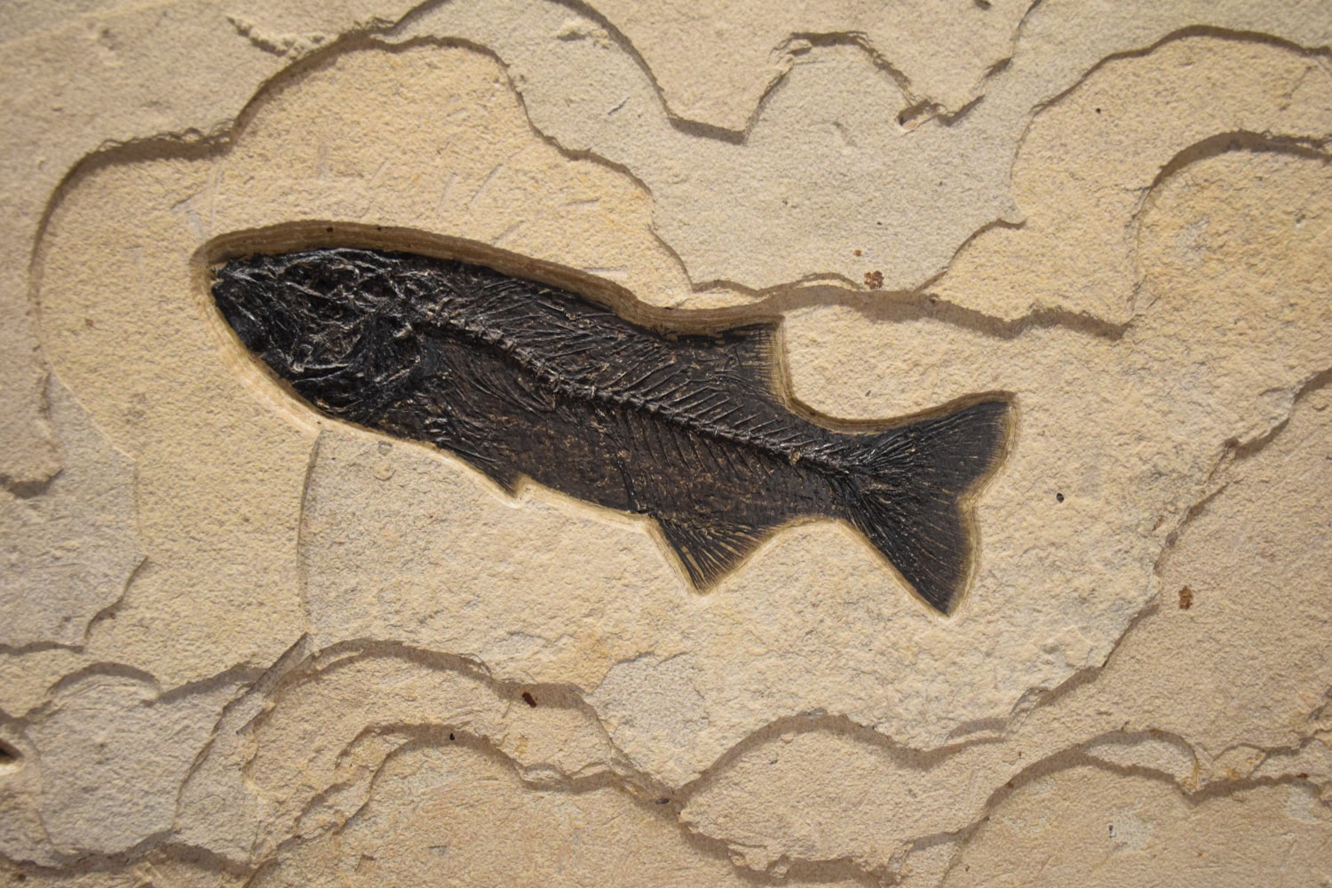 Detail view of the Mioplosus labracoides.