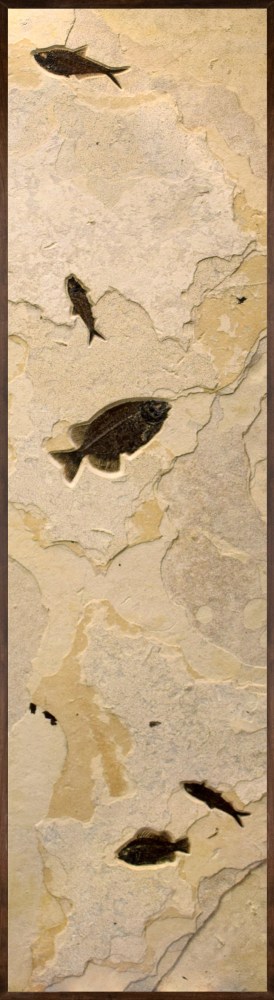 Fossil Fish Mural 4002cm (SOLD)