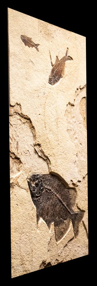 Fossil Fish Mural  8341am (SOLD)