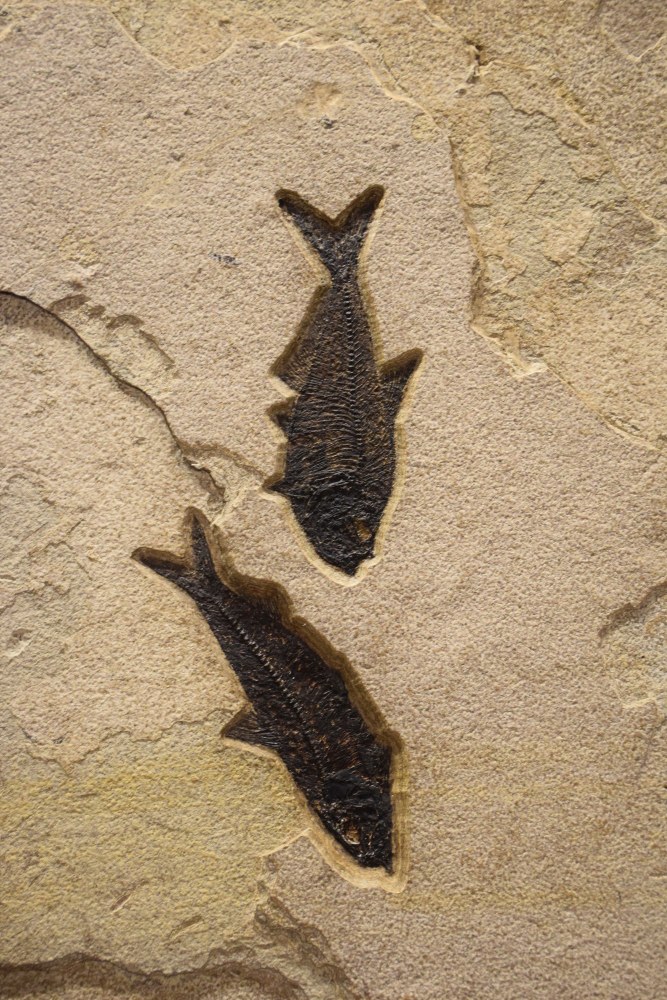 Diplomystus dentatus (top) and Knightia eocaena (bottom)