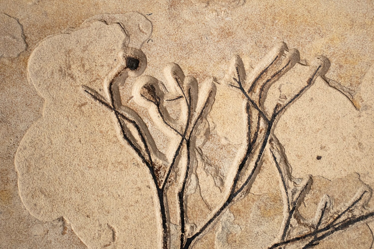 Fossil Fish and Plant Mural 1004cm (SOLD)