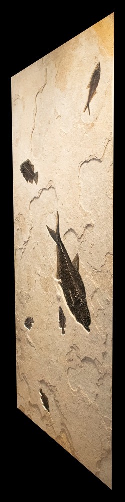 Fossil Fish Mural 8043gm (SOLD)