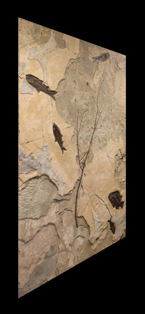 Fossil Fish &amp; Plant Mural 8004cm (SOLD)