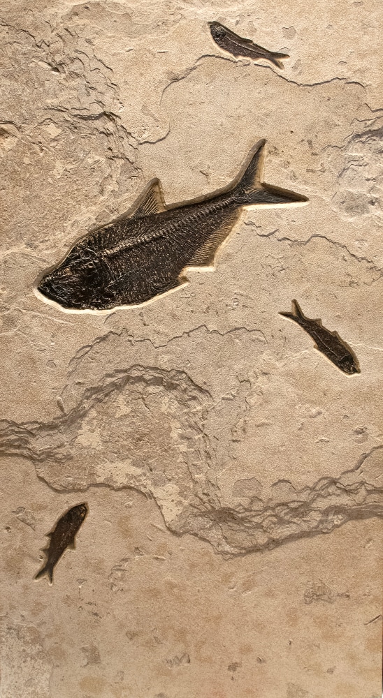 panel 2: a large Diplomystus dentatus and three&amp;nbsp;Knightia eocaena&amp;nbsp;